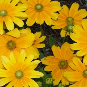 Rudbeckia Hirta - Prairie Sun seed