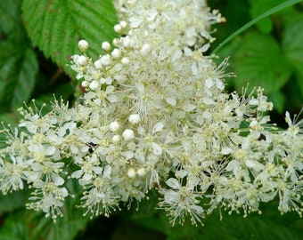 Filipendula Ulmaria - Meadowsweet seed