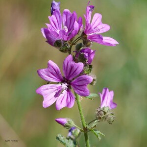 Malva Sylvestris seed