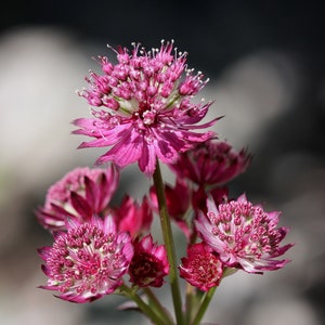 Astrantia Major Hybrid Primadonna seed image 2