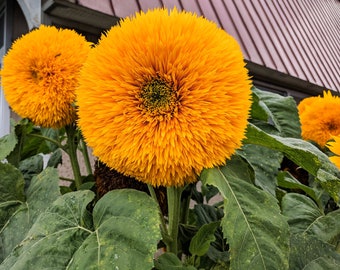 Helianthus annuus – Giant Sungold seed