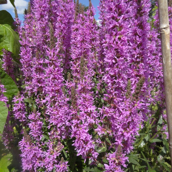 Lythrum Salicaria - Happy Lights seed