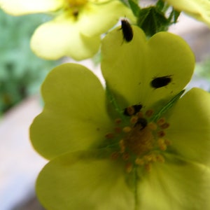 Potentilla Recta Warrenii seed image 2