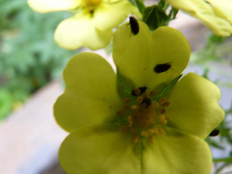 Potentilla Recta Warrenii seed image 2