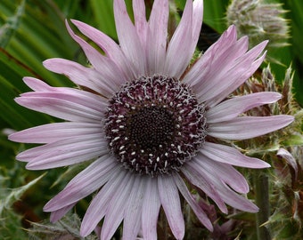 Berkheya Purpurea - Zulu Warrior seed