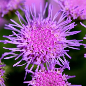 Ageratum Mexicanum - Ageratum Pink seed