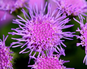 Ageratum Mexicanum - Ageratum Pink seed