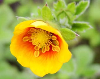 Potentilla Atrosanguinea – Starlit Orange seed