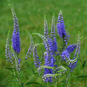 Veronica Longifolia - Blue Shades seed