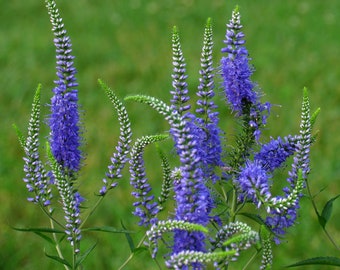 Veronica Longifolia - Blue Shades seed