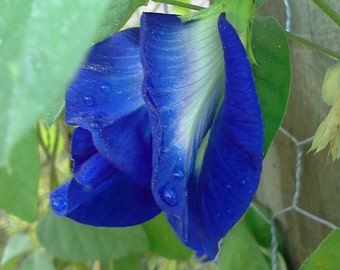 Clitoria ternatea - Asian Pigeonwings seed