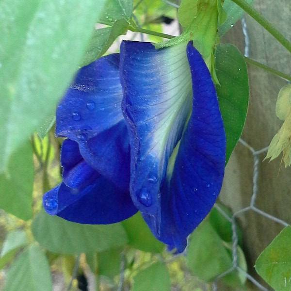 Clitoria ternatea - Asian Pigeonwings seed