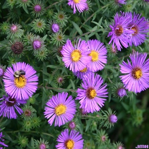 Aster Novae-Angliae New England Aster seed