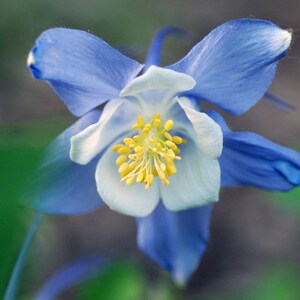 Aquilegia Caerulea Blue Rocky Mountain Columbine seed image 2