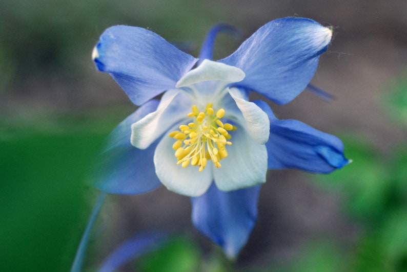 Aquilegia Caerulea Blue Rocky Mountain Columbine seed image 2