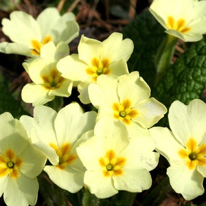 Primula Vulgaris - Common Primrose  seed