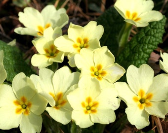 Primula Vulgaris - Common Primrose  seed