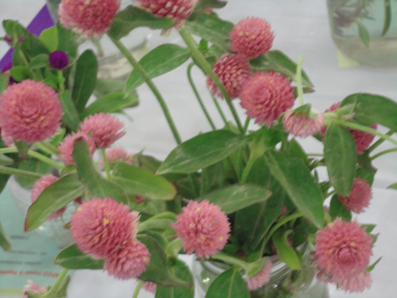 gomphrena seeds canada