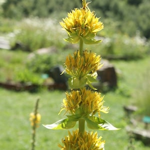 Gentiana Lutea - Great Yellow Gentian seed