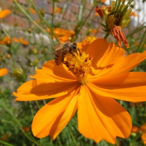 Cosmos Bipinnatus - Bright Lights Sulphur seed
