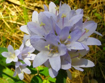 Campanula Trachelium Alba seed