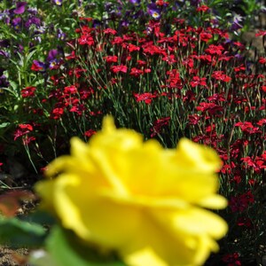 Dianthus Deltoides Confetti Deep Red seed image 4