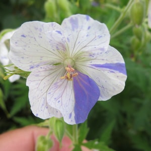 Geranium Pratense Striatum seed imagem 2