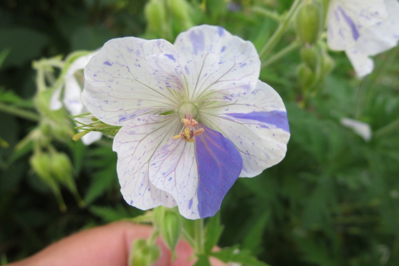 Geranium Pratense Striatum seed imagem 2