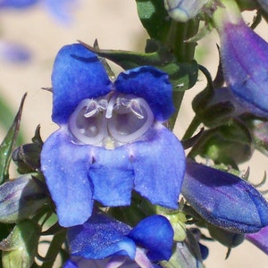 Penstemon Cyananthus - Wasatch Penstemon seed