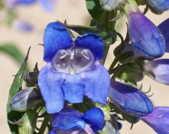 Penstemon Cyananthus - Wasatch Penstemon seed