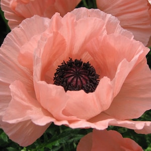 Poppy Papaver Rhoeas - Poppy - Double Shirley Mix seed