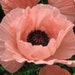 see more listings in the P  Flower Seed List section