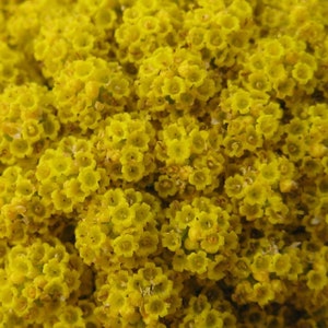 Achillea Filipendulina - Gold Yarrow seed