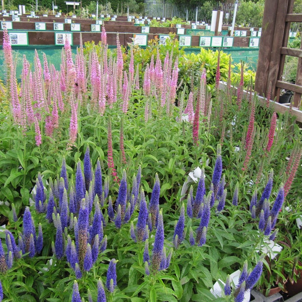 Veronica Spicata - Sightseeing Color Mix seed