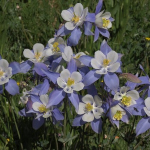 Aquilegia Caerulea Blue Rocky Mountain Columbine seed image 5