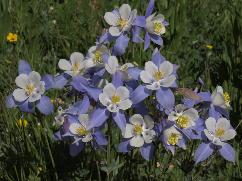 Aquilegia Caerulea Blue Rocky Mountain Columbine seed image 5