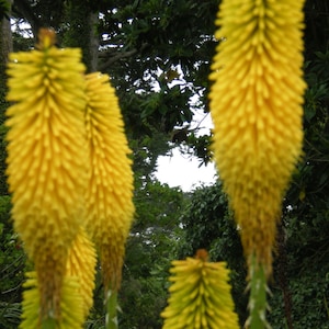 Kniphofia Citrina - Lime Select seed