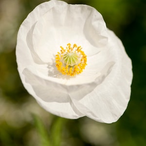 Poppy Papaver - Bridal Silk seed
