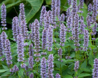 Agastache Foeniculum - Anise Blue Spike seed