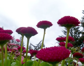 Bellis Perennis Super Enorma Red seed