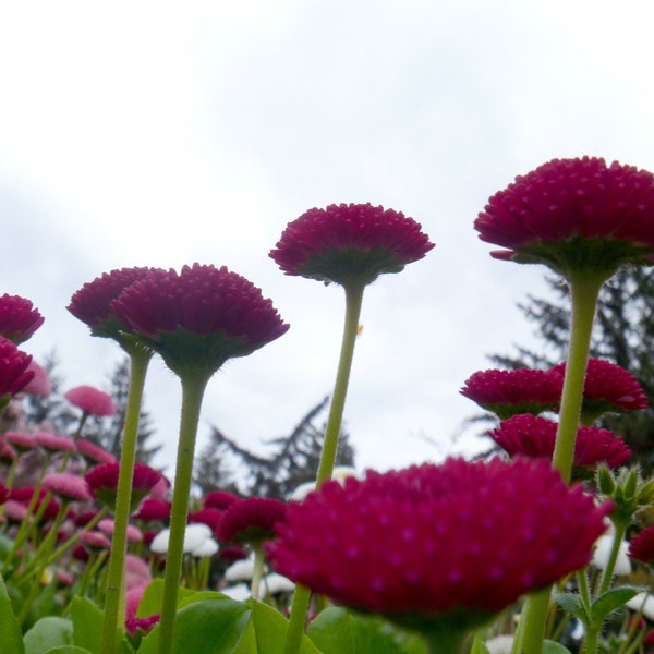 Bellis Perennis Super Enorma Red seed