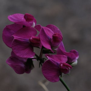 Lathyrus Odoratus Royal Maroon seed image 2