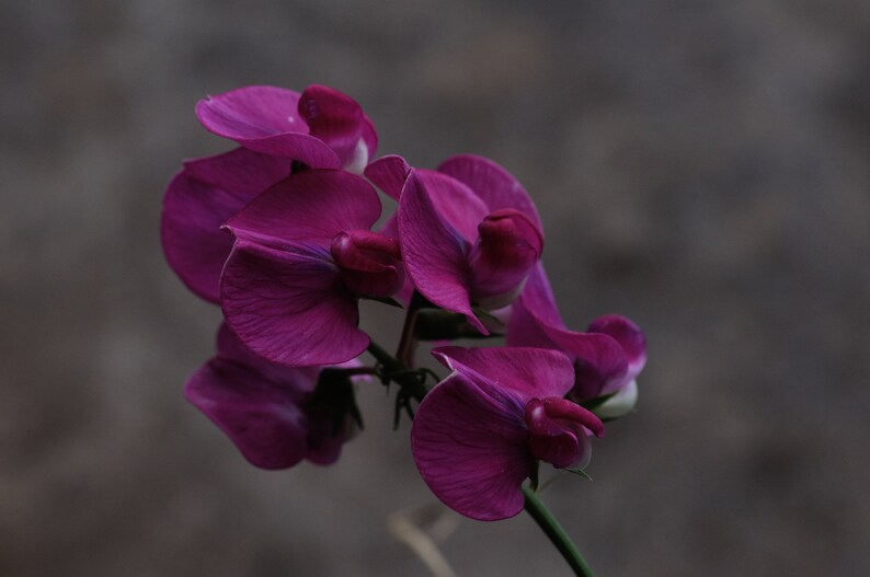 Lathyrus Odoratus Royal Maroon seed image 2