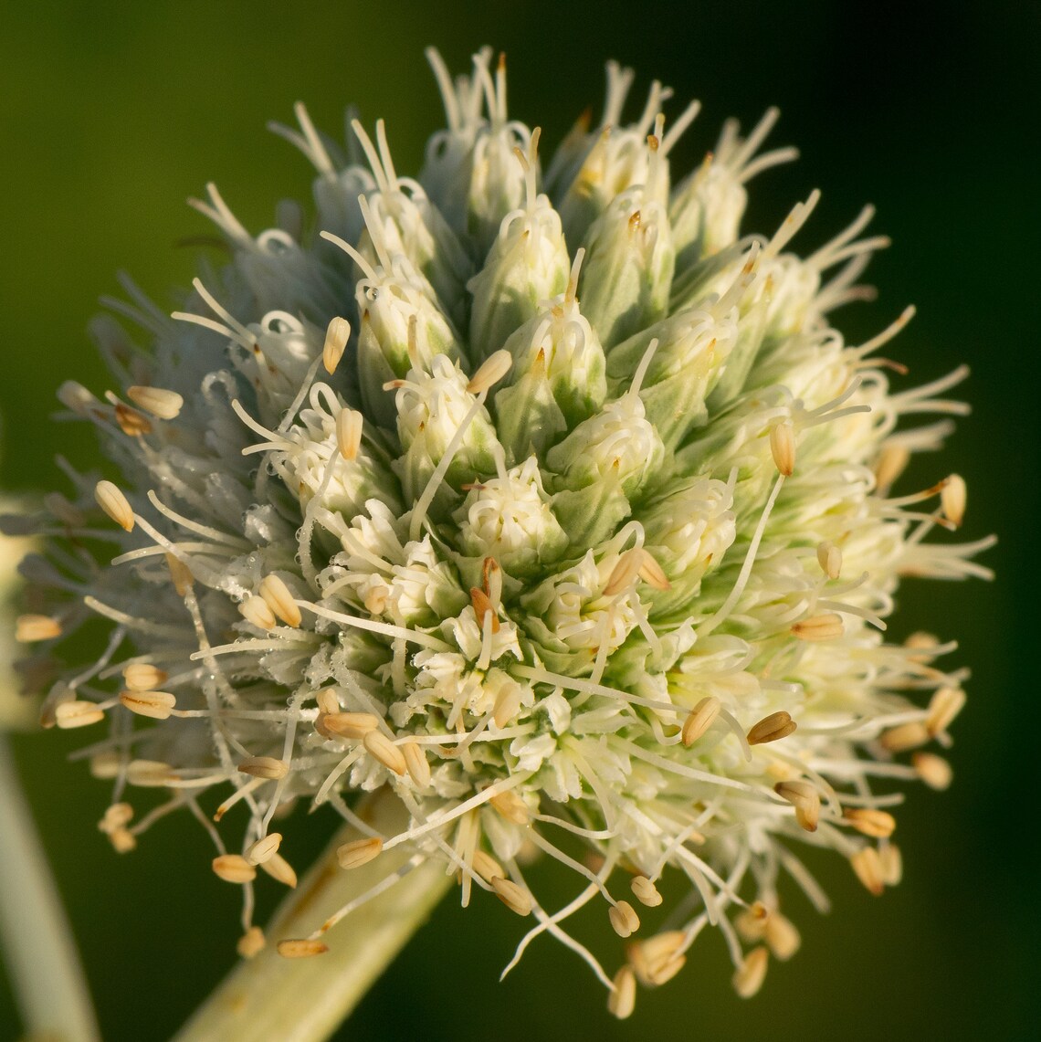 Eryngium Yuccifolium Rattlesnake Master Seed Etsy