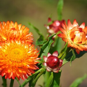 Helichrysum Bracteatum Strawflower Mix seed image 4