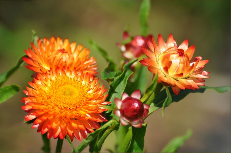 Helichrysum Bracteatum Strawflower Mix seed image 4