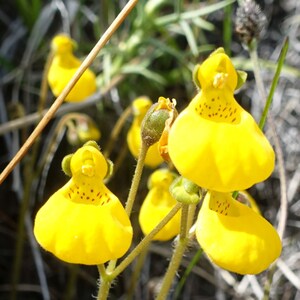 Calceolaria Biflora Goldcap seed image 5