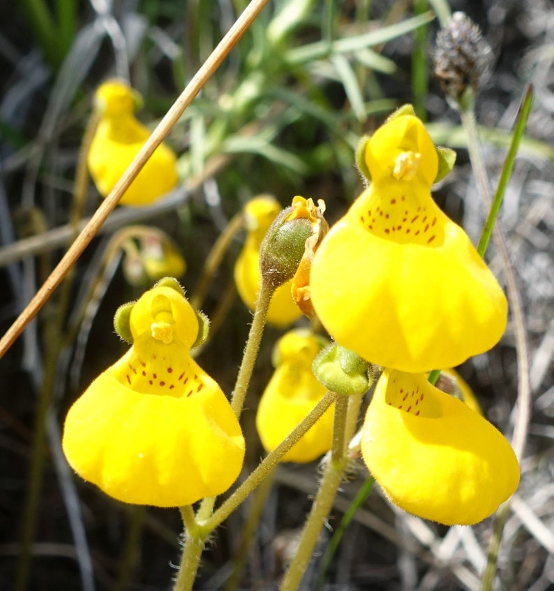 Calceolaria Biflora Goldcap seed image 5