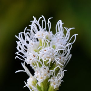 Liatris Spicata Floristan white seed image 4