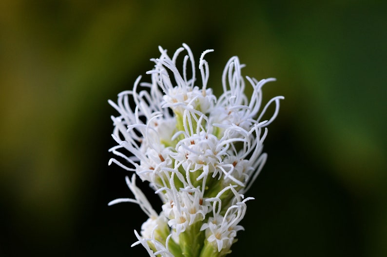 Liatris Spicata Floristan white seed image 4